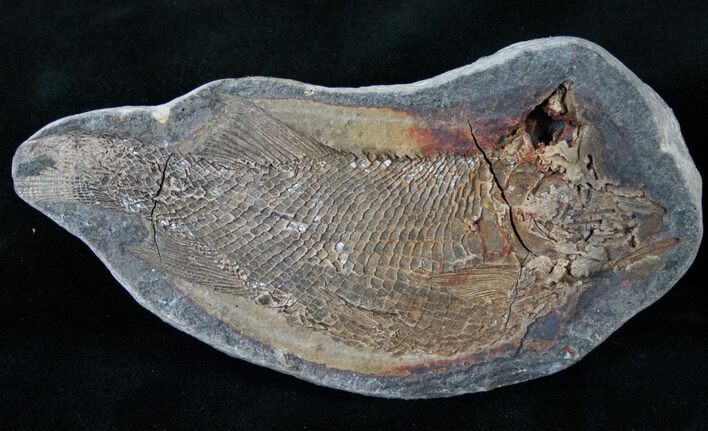Pteronisculus Fossil Fish From Madagascar - Triassic #14930